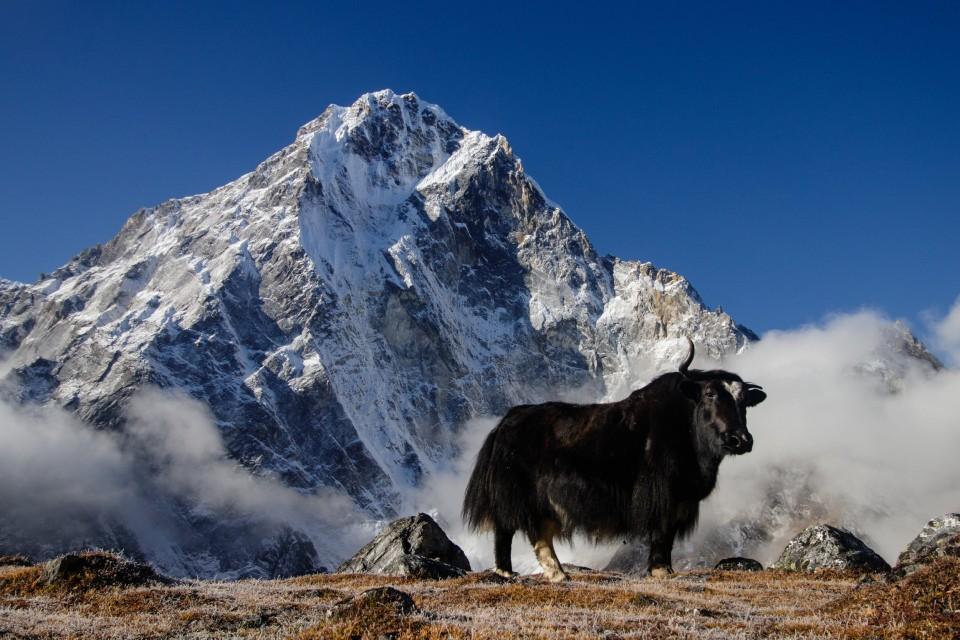 Sagarmatha National Park: Wildlife and Scenery on the EBC Trek