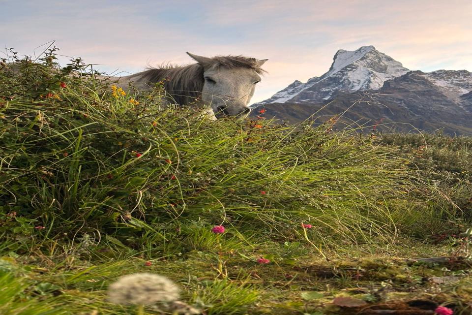 Mardi Himal Trek